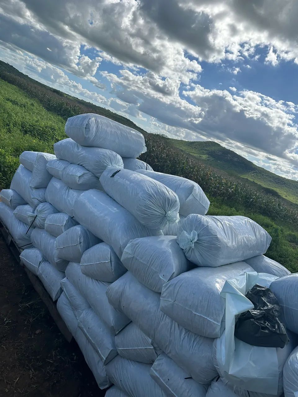 SILAGEM DE MILHO ($0,75 o Kg) - Foto 4
