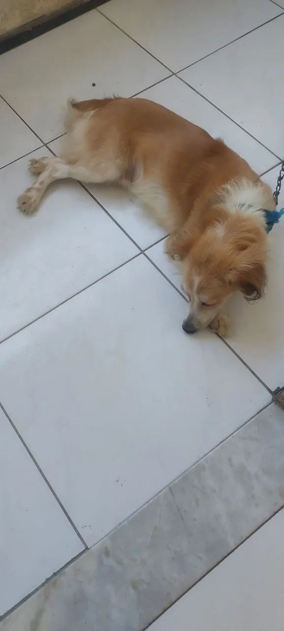 Doação Bob - Foto 5
