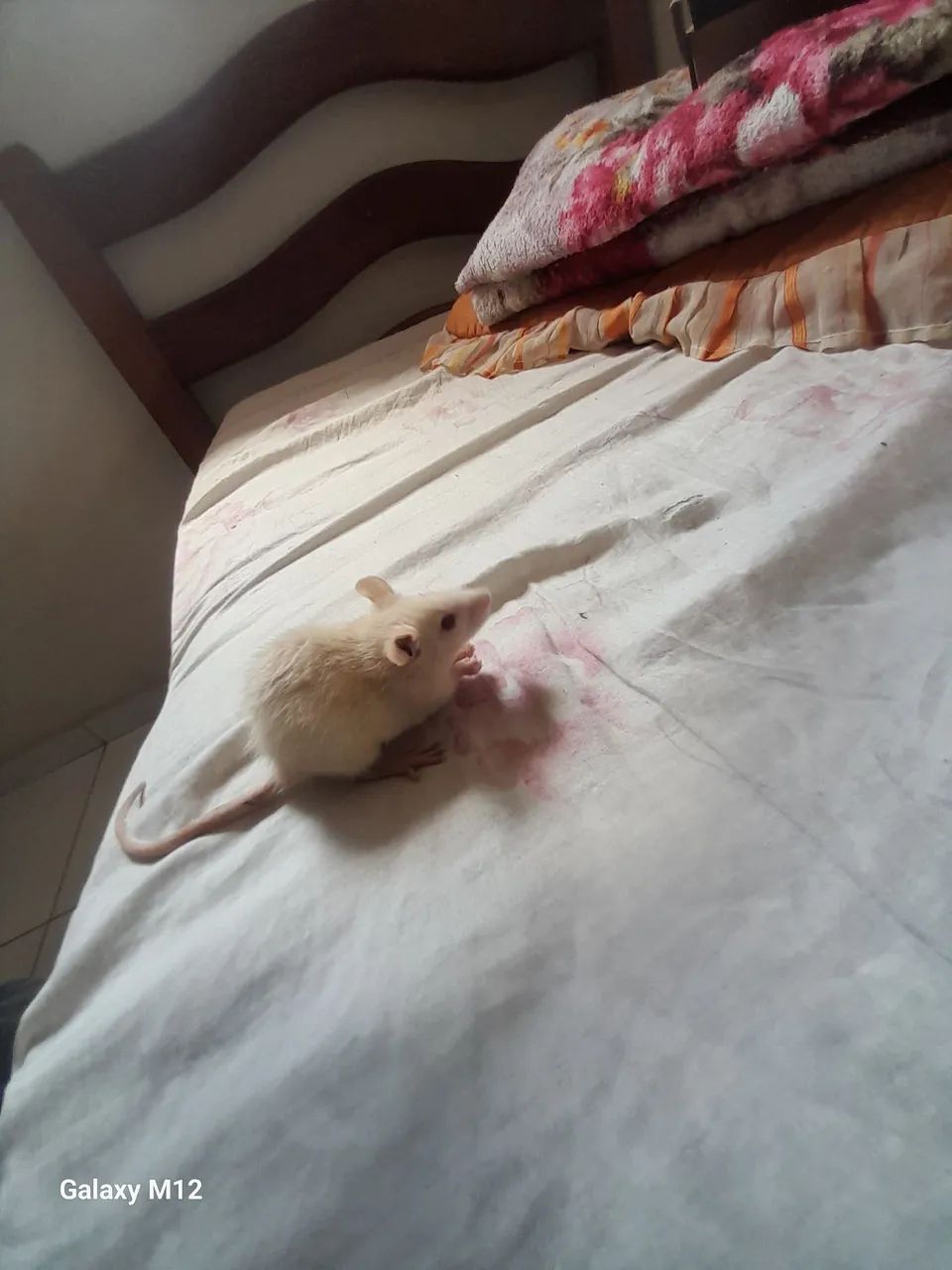 Ratos twister - Foto 4