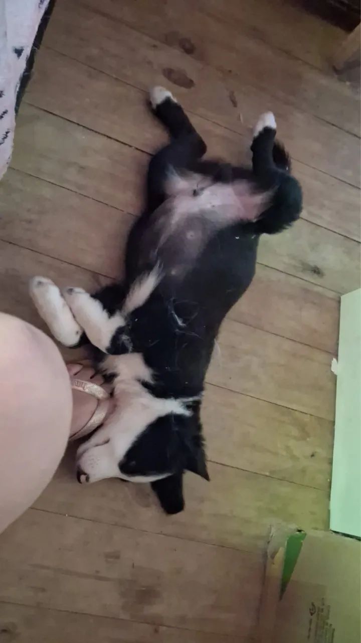 Border Collie