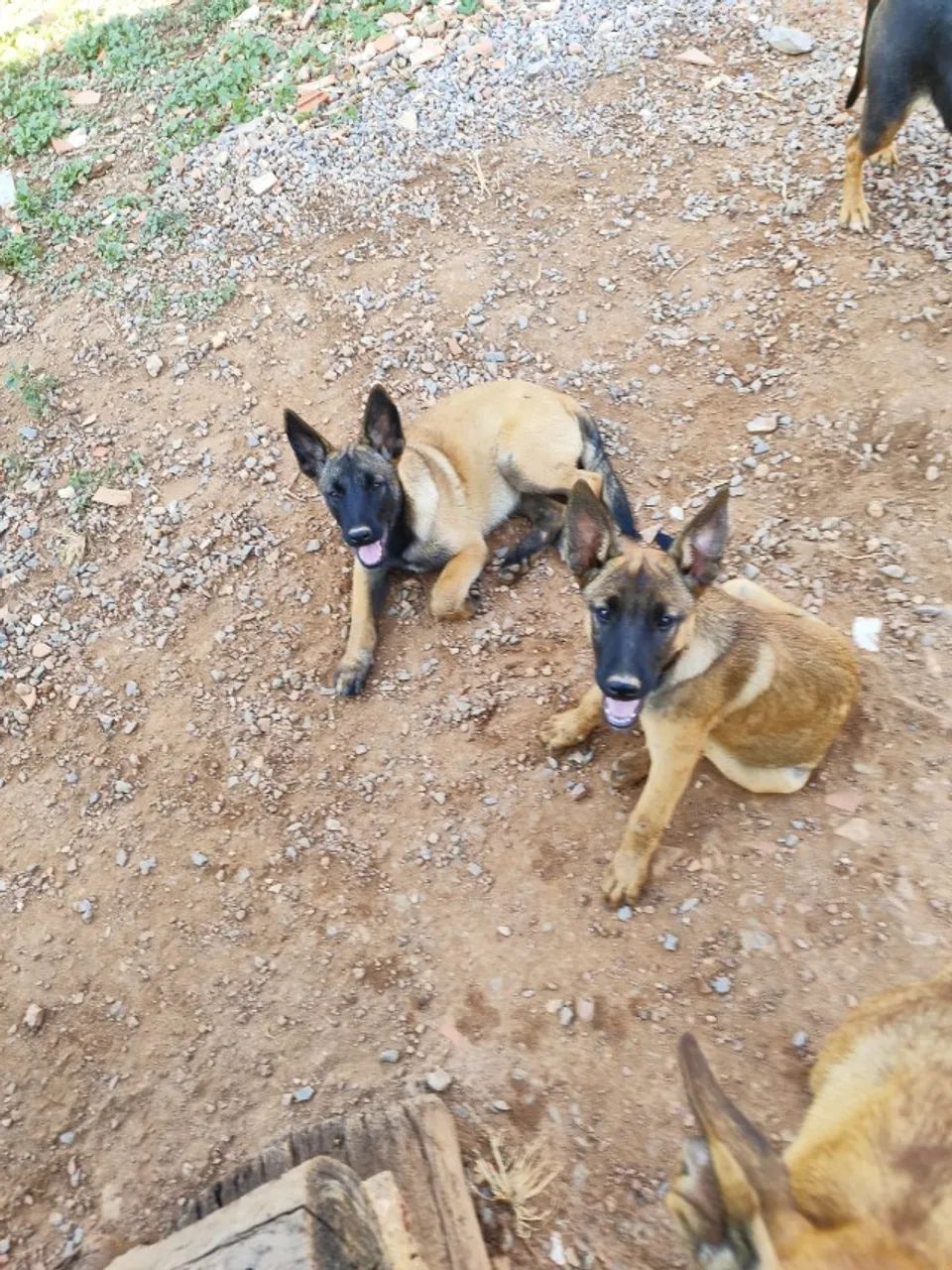 FILHOTES PASTOR MALINOIS