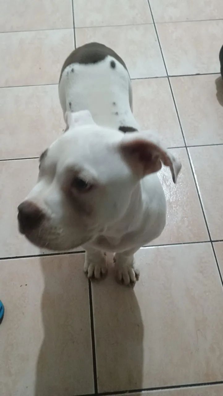 Cachorro - Foto 3