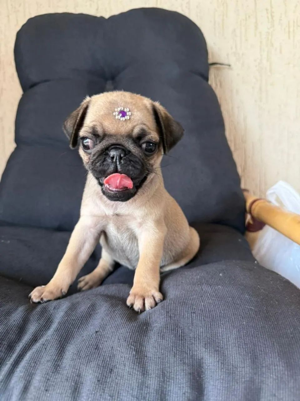 Pug - Foto 2