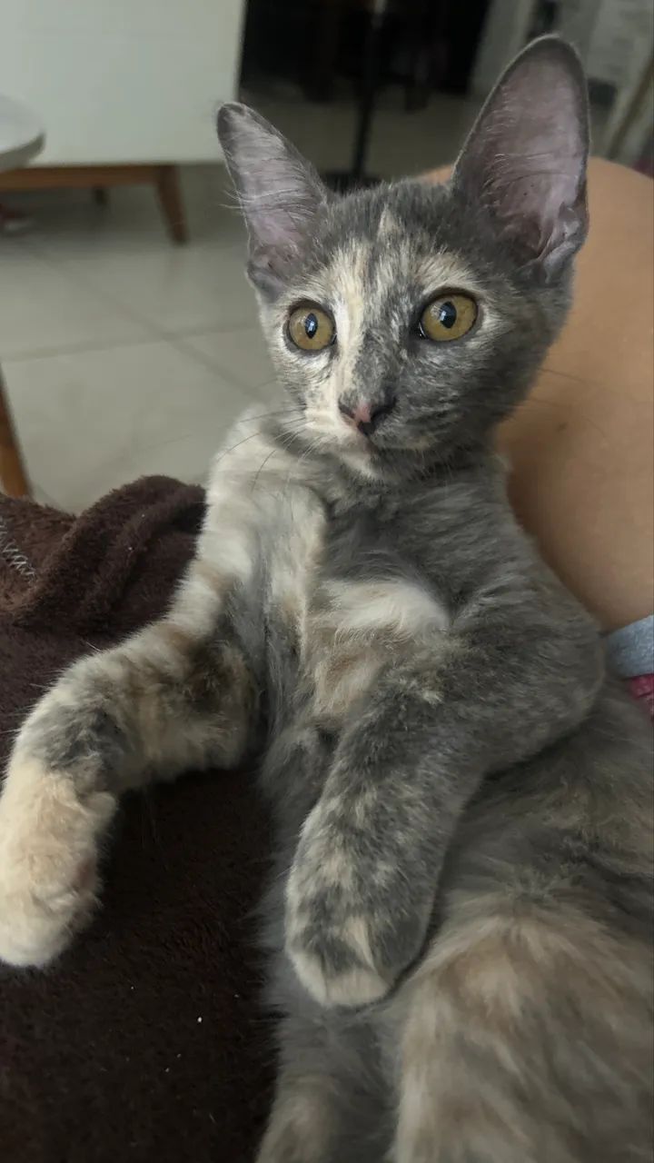 Dupla linda de gatinhos - Foto 2