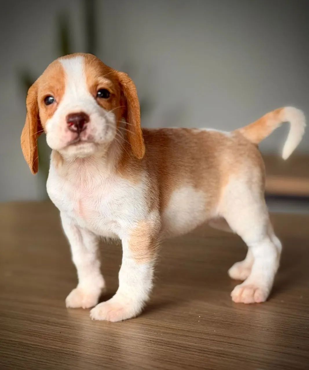 Mini beagle  - Foto 2