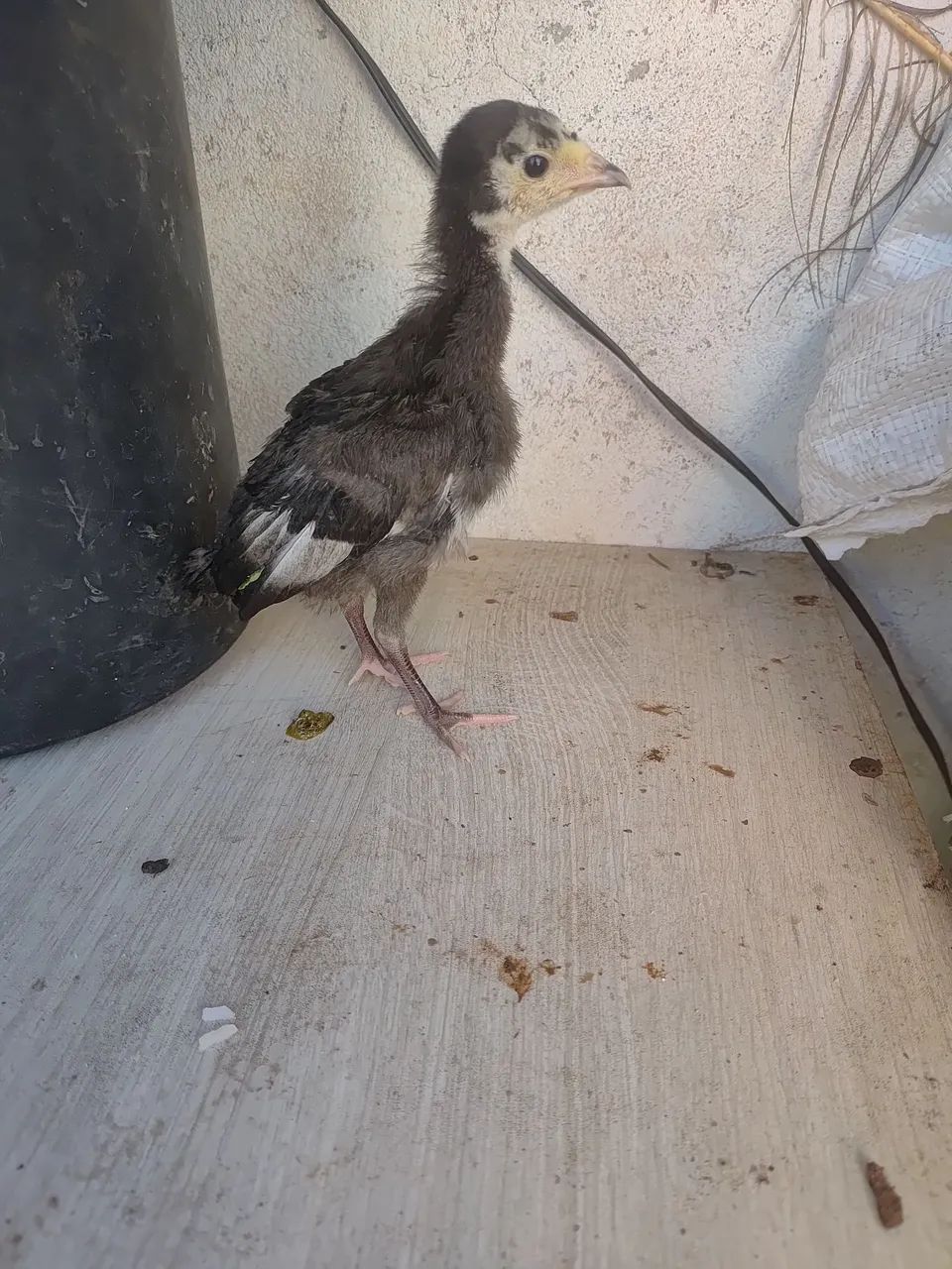 Vende se perus adultos e filhotes  - Foto 4