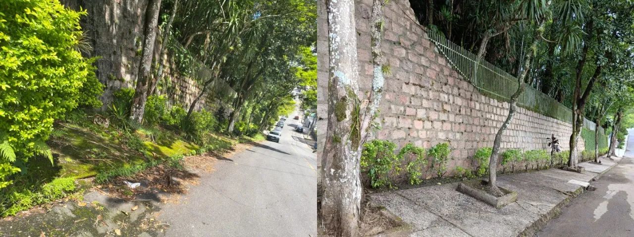 Poda e Limpeza de Cerca Viva e Arbustos em Joinville - Foto 5