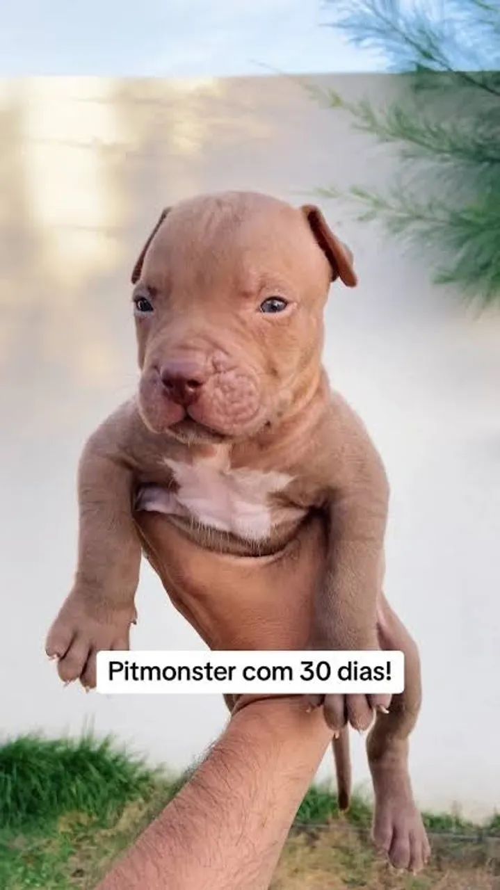 Pitbull - Foto 3