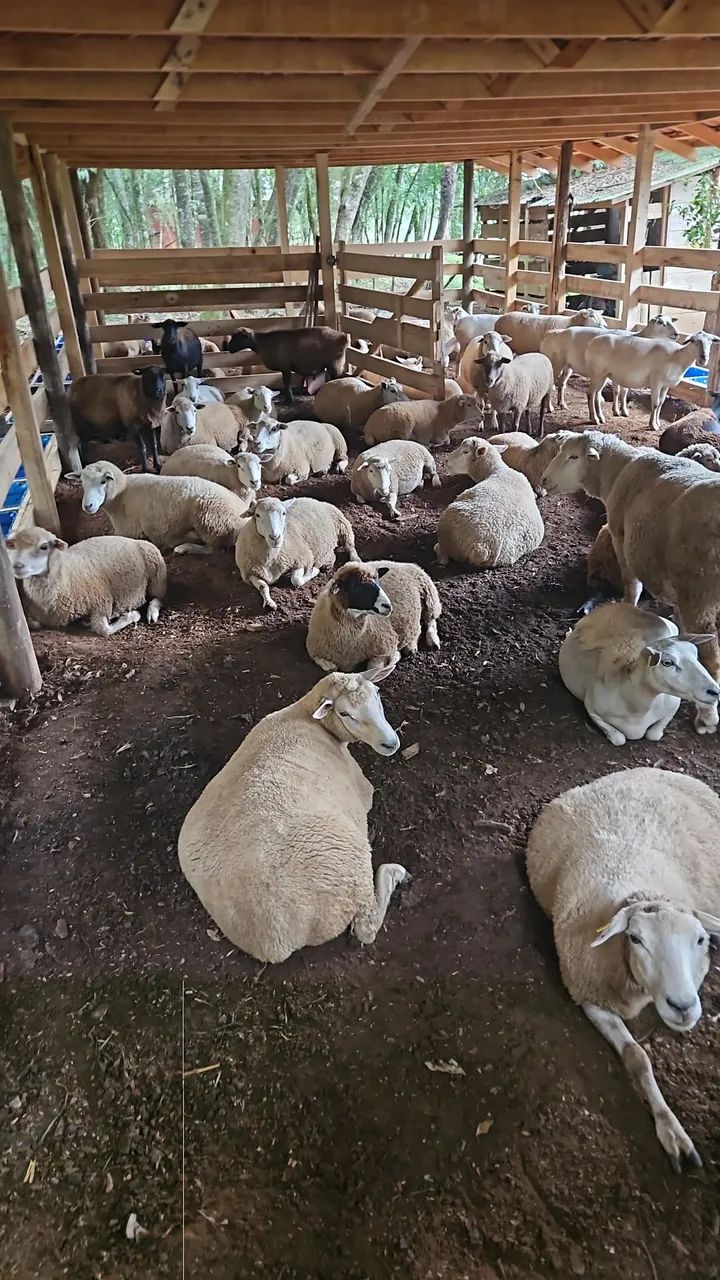 Ovelhas Paridas. Rebanho Comercial - Foto 6