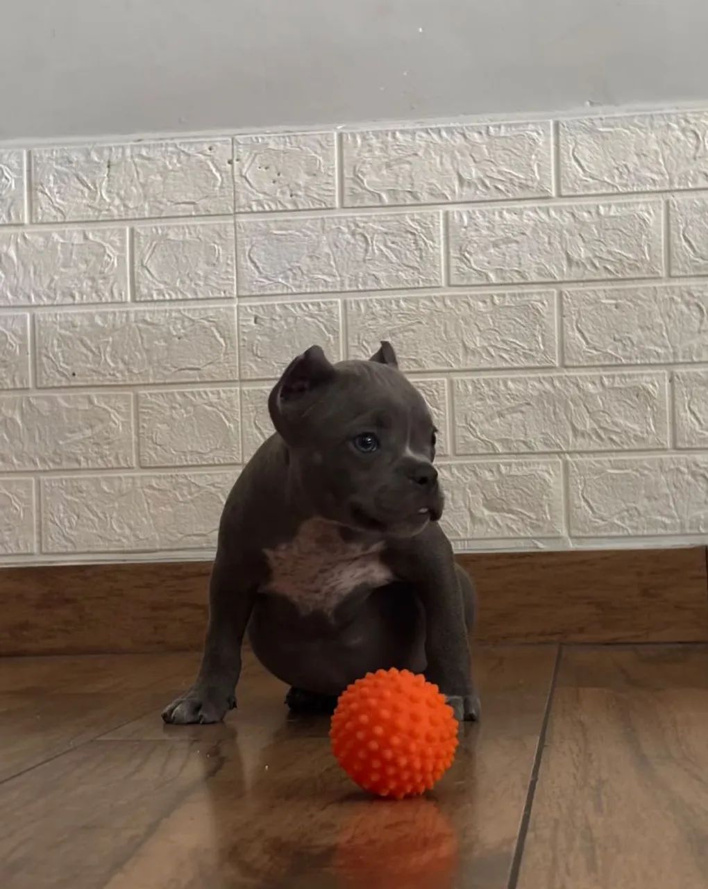 American Bully  - Foto 3