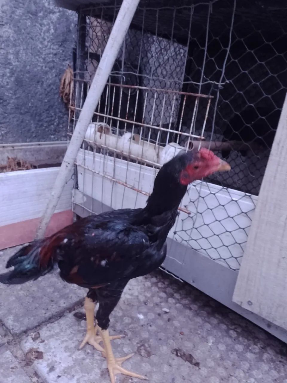 Frango de raça - Foto 6