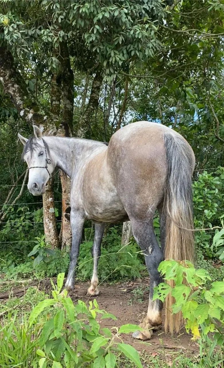 Vendo égua manga larga  - Foto 2