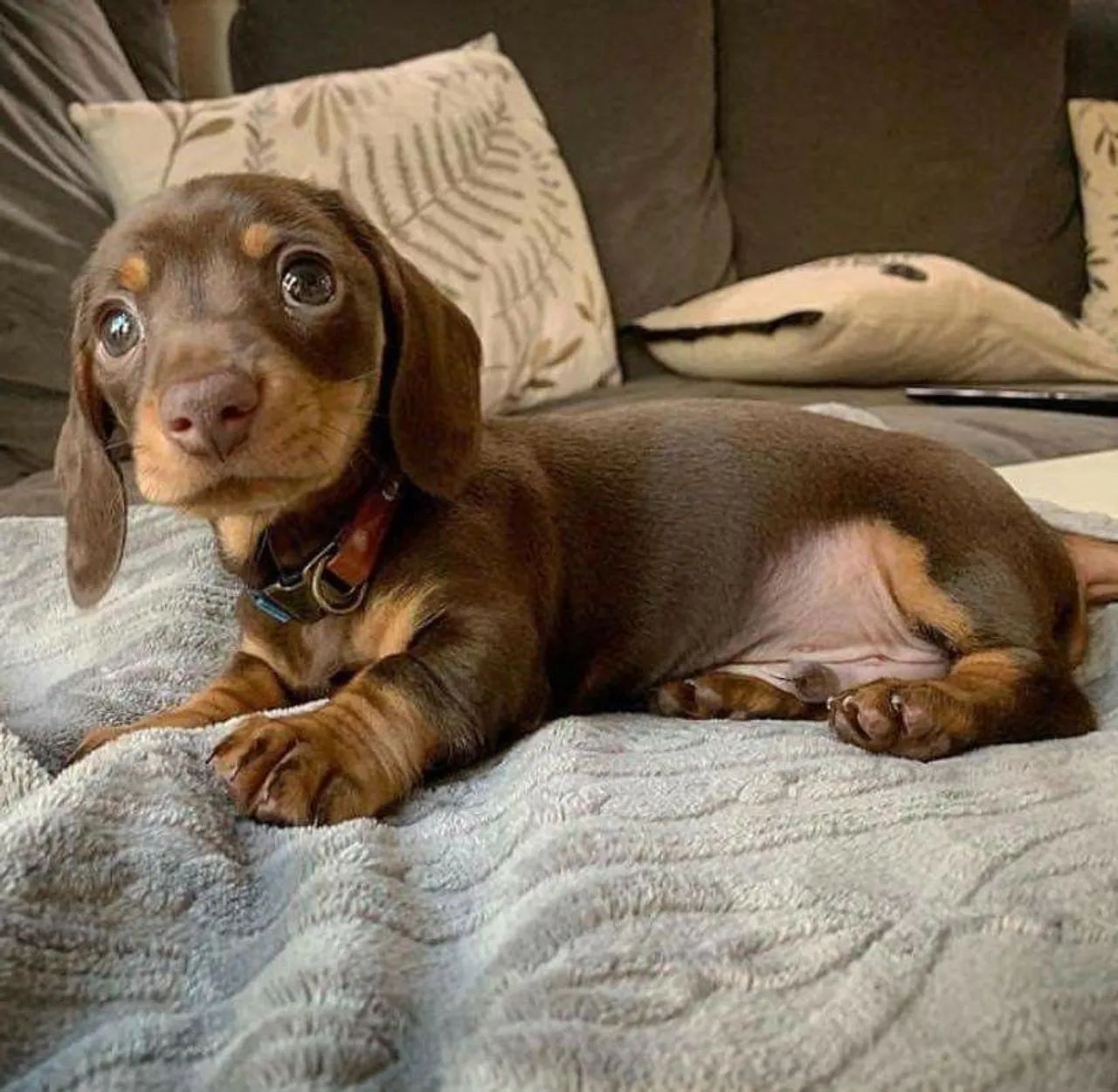 Filhote de Daschund disponível  - Foto 2
