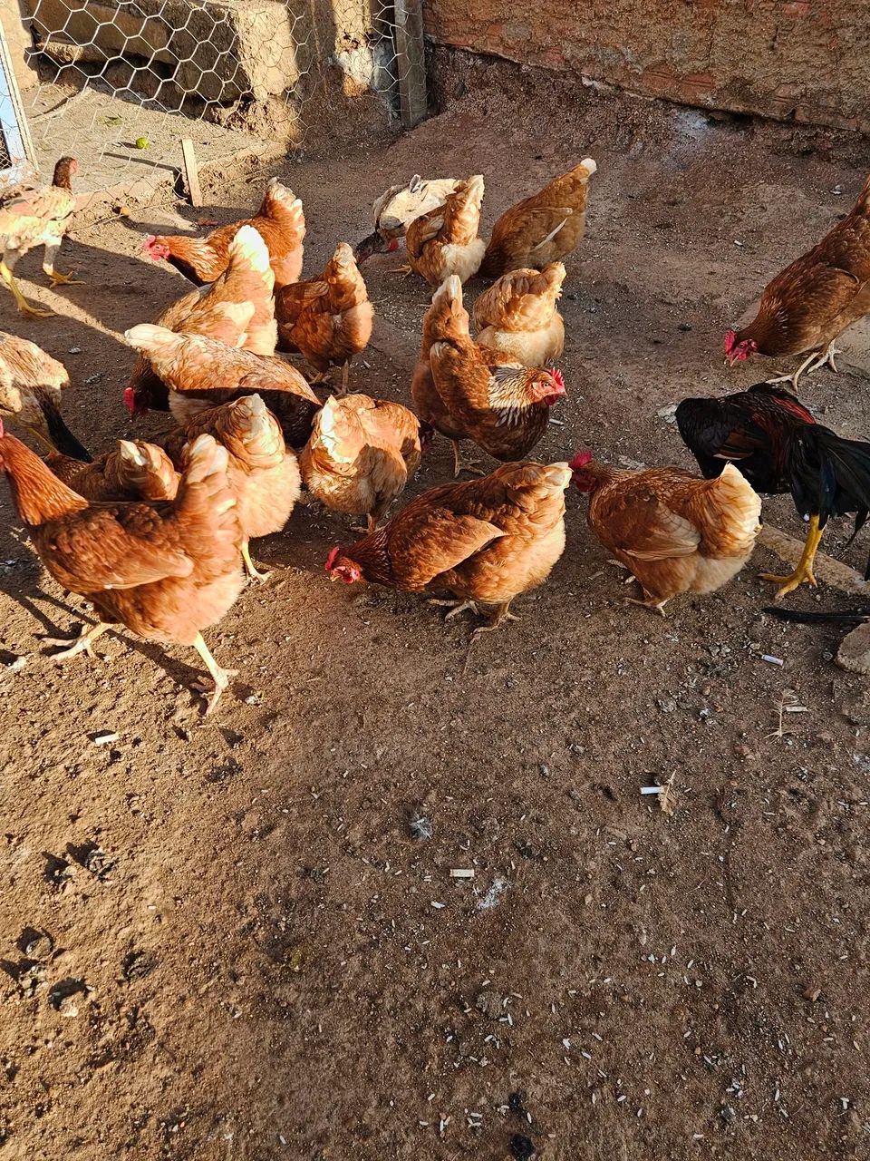 Vendo galinhas poedeiras  - Foto 4