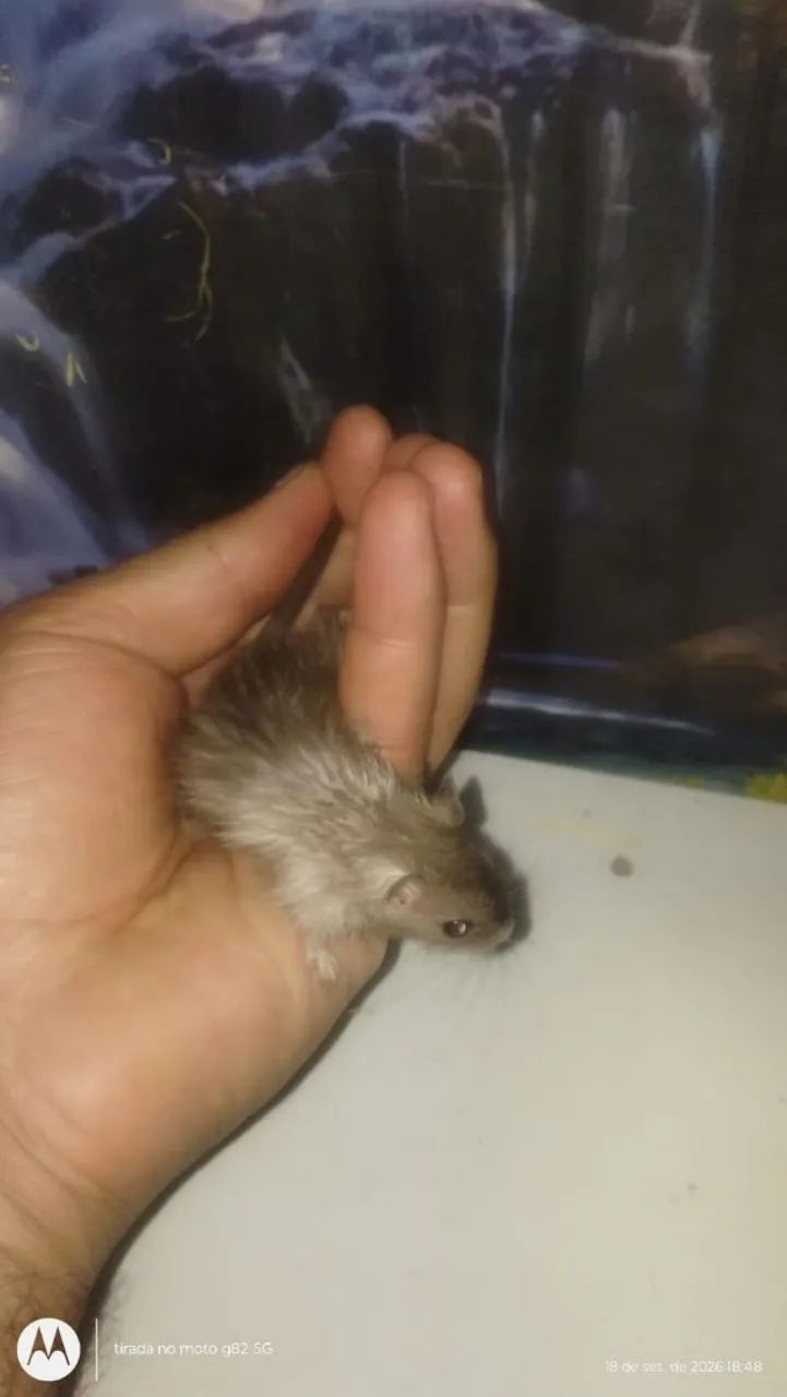Gerbil - Foto 3