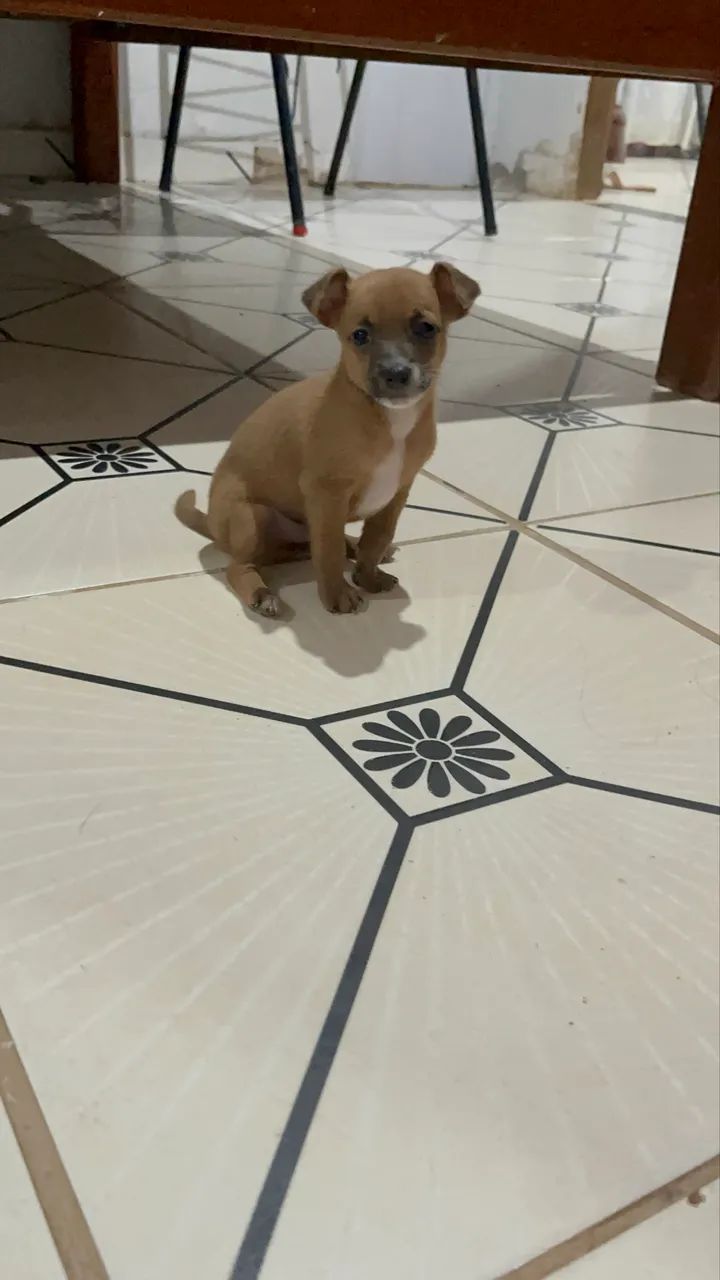 Cachorro pinscher - Foto 3
