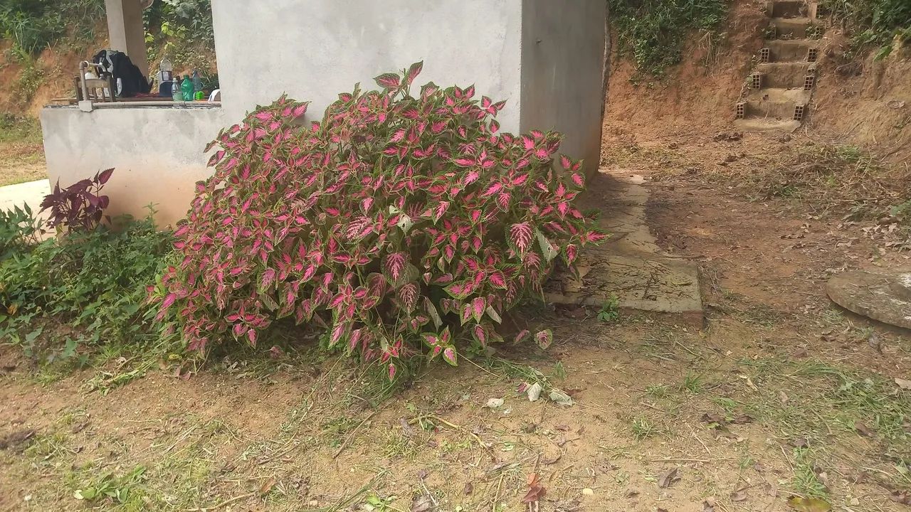 SÍTIO EM PAUDALHO  - Foto 5