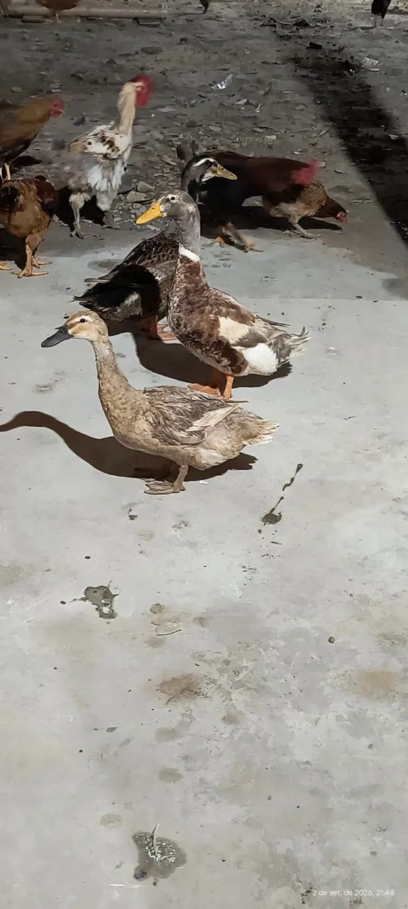 Vendo 3marecos   - Foto 3
