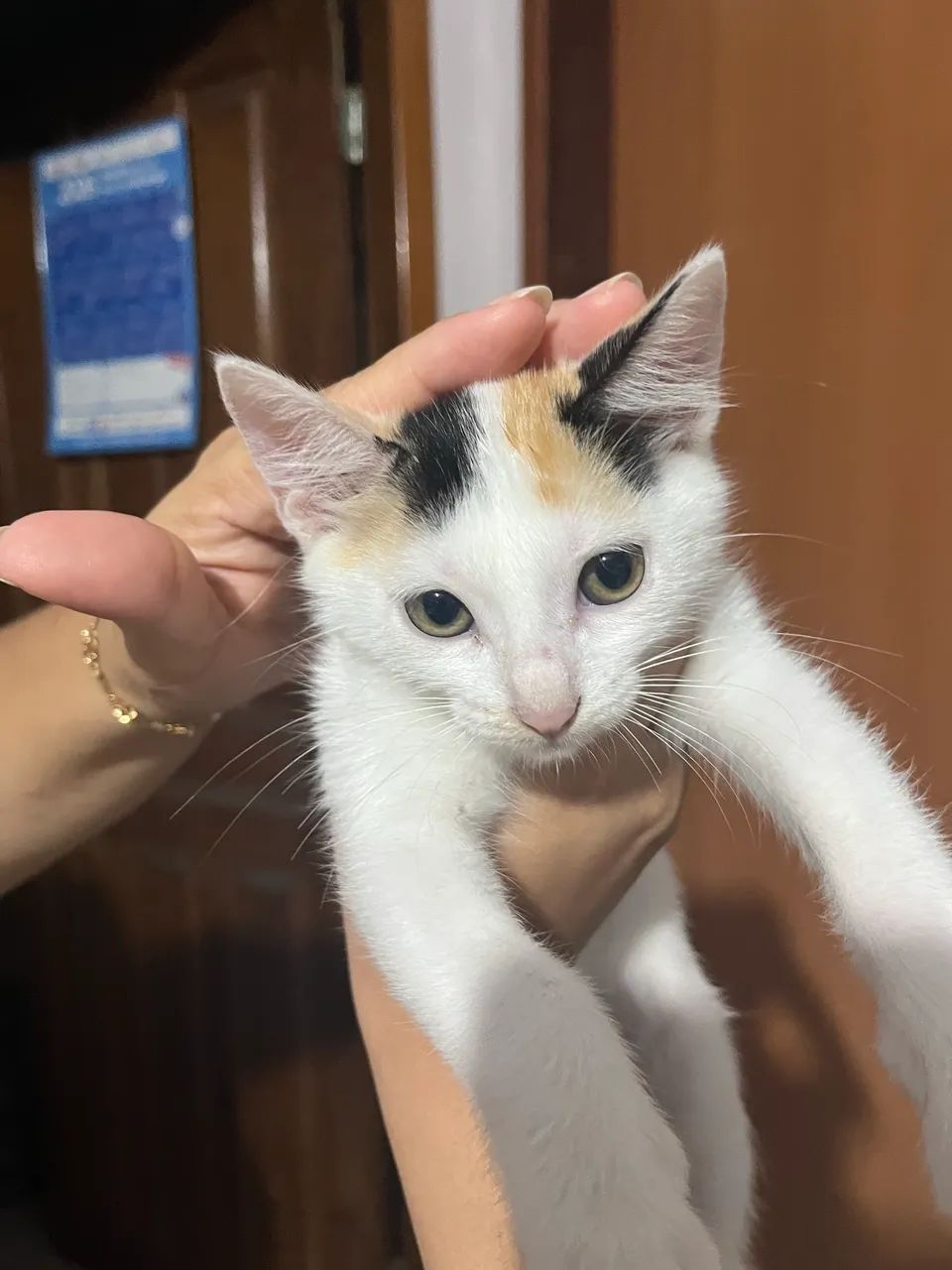 Doação de gata - Foto 2
