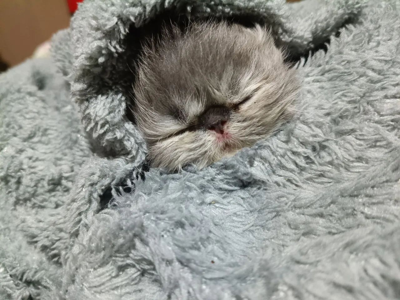 Gato persa - Foto 4