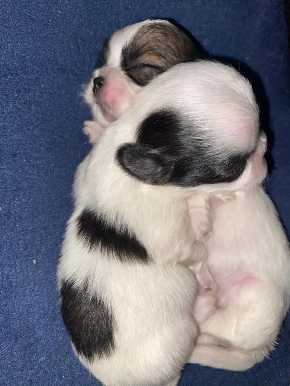 Shih-tzu  - Foto 3