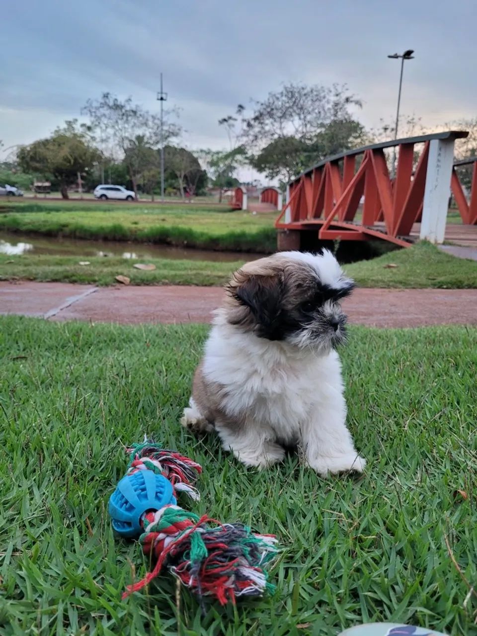 Shih Tzu procura namorada - Foto 4