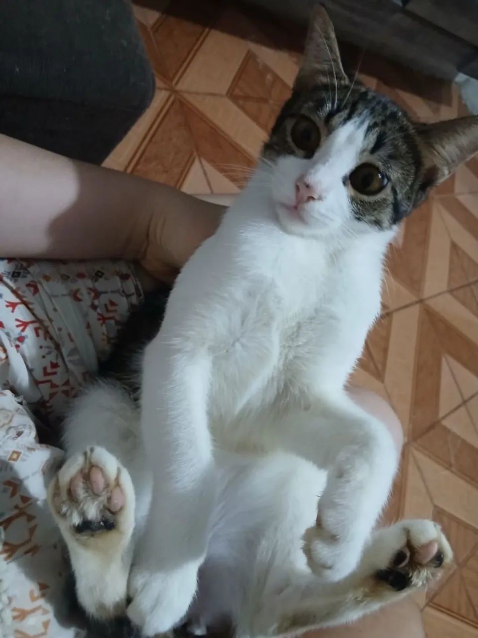 Doação de gatas