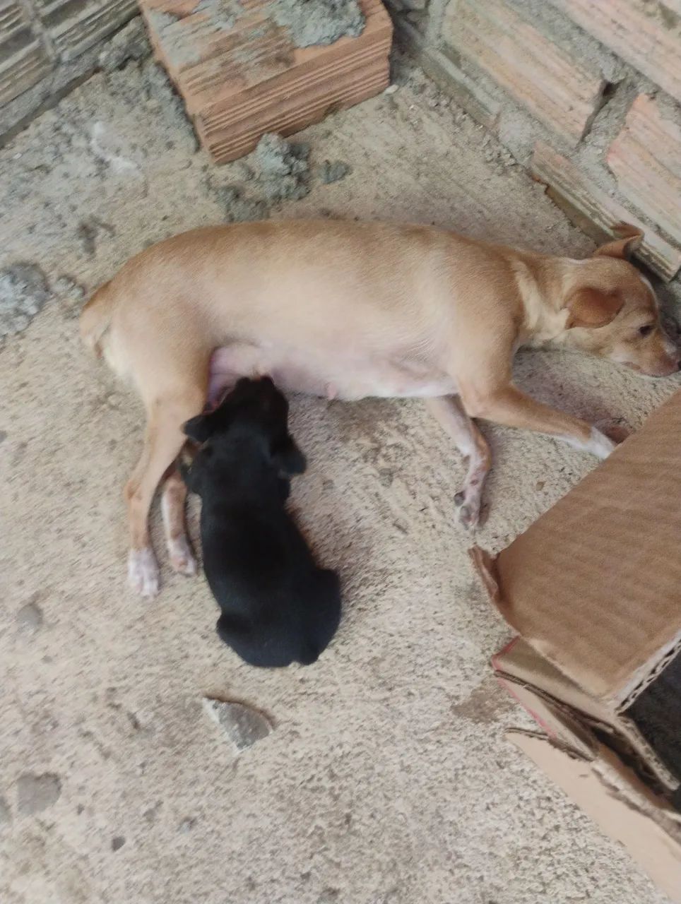 Pinscher 
