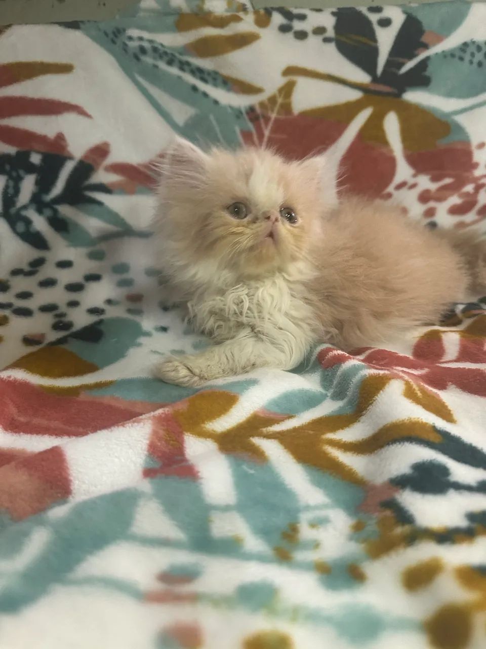 Gato persa  - Foto 6