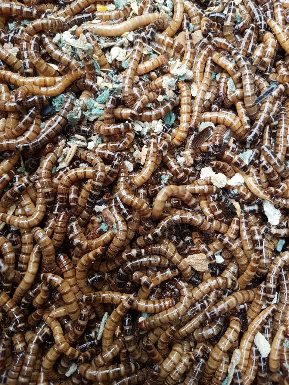 Tenebras gigante para pescaria *