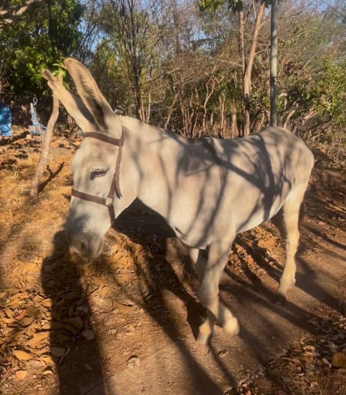 Jumenta Pêga 
