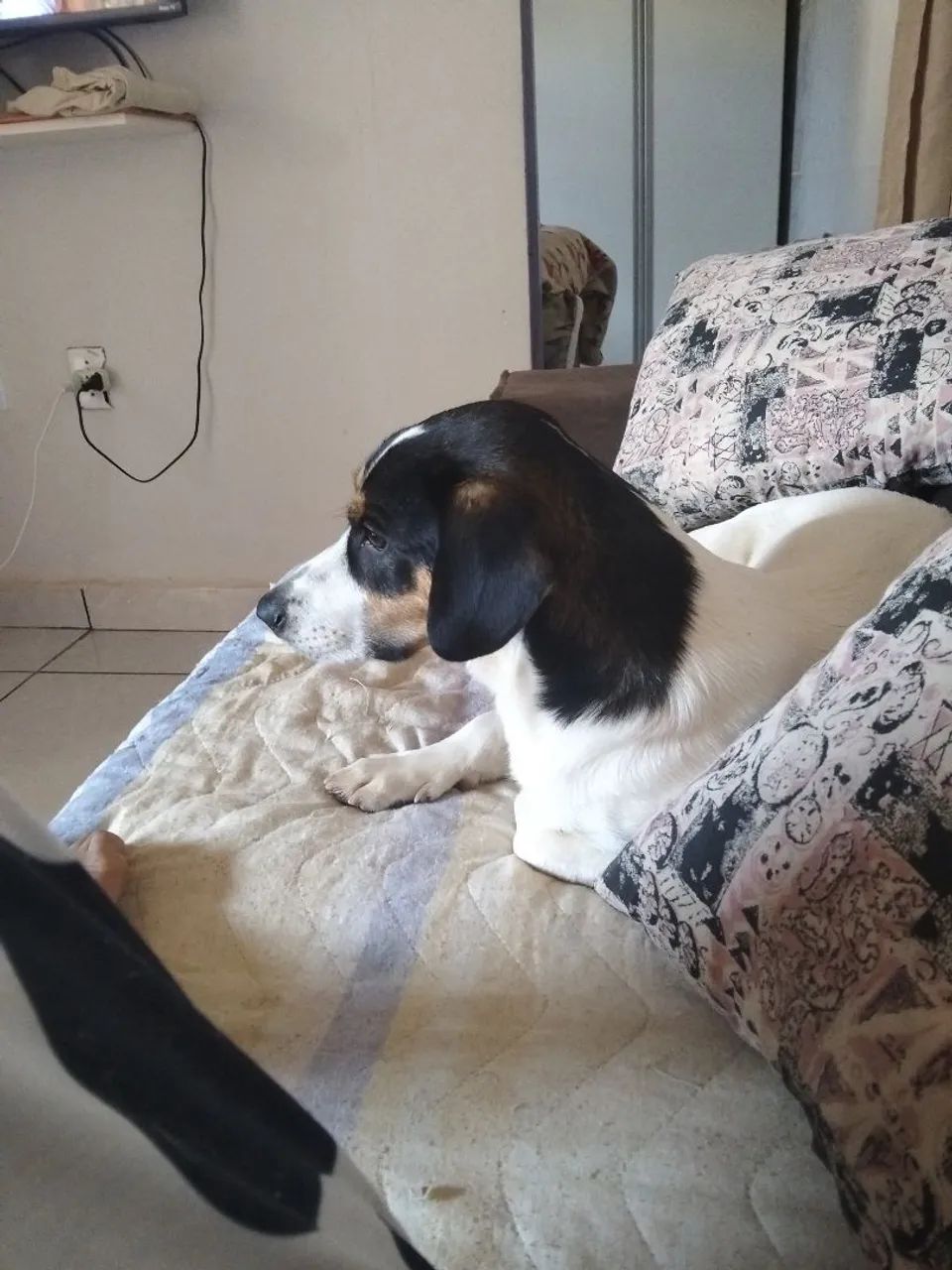 Cachorro para adoção 