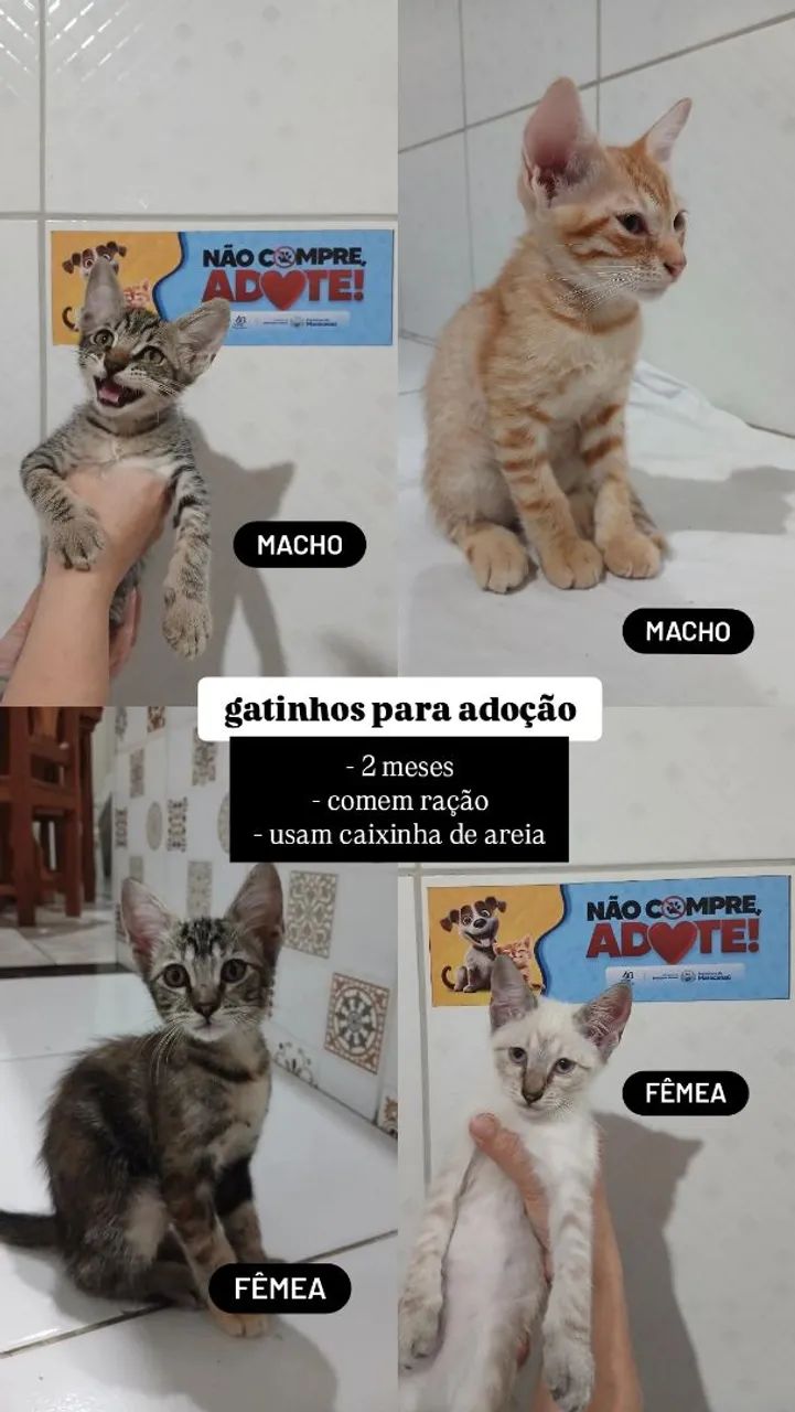 Gata Fêmea Filhote - Foto 2