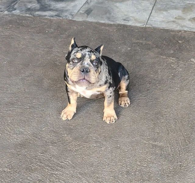 Vendo uma exótic bully