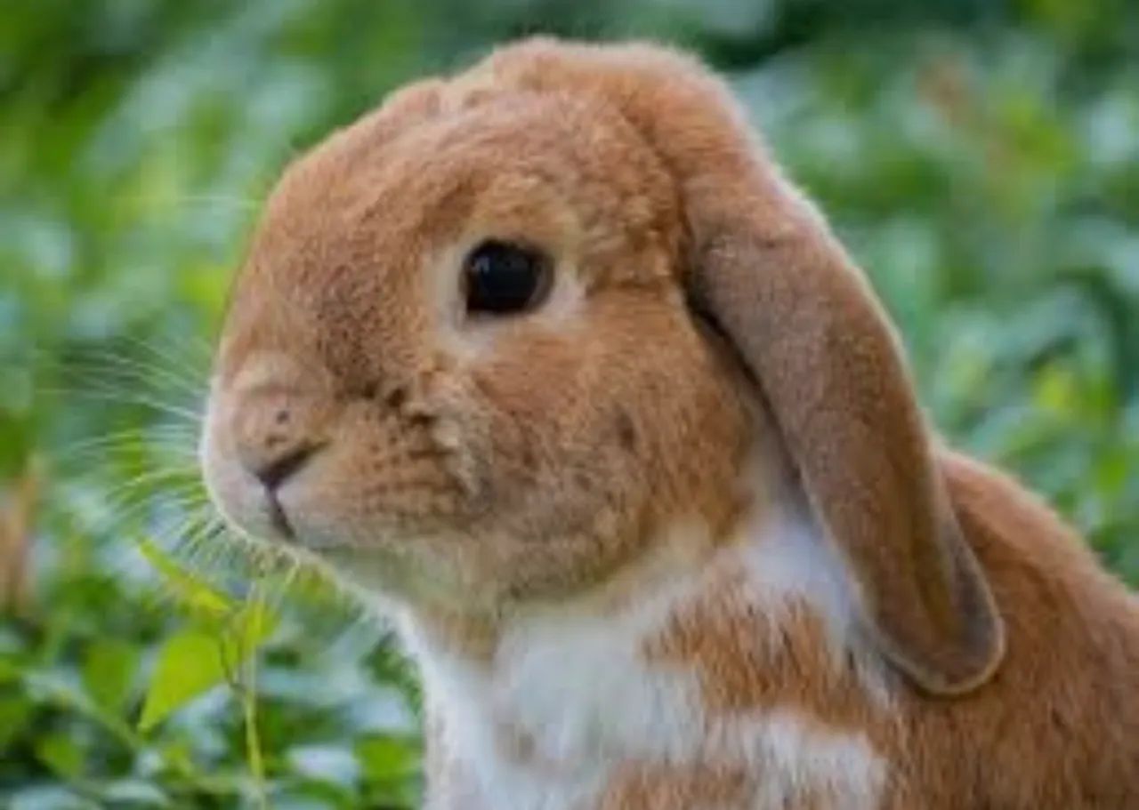 Lindos e Fofos Coelhos  - Foto 4