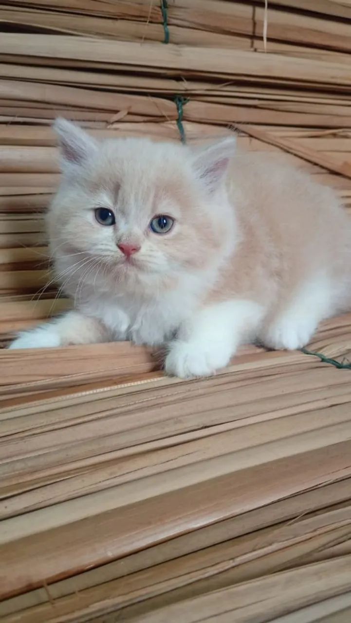 Gato briths shorther  - Foto 2