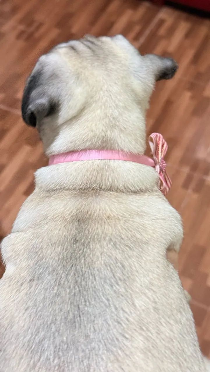 Pug fêmea  - Foto 2