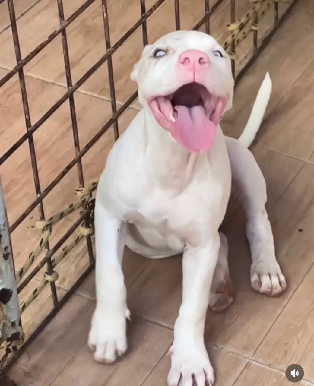 Pit moster com pitbull Merlen 