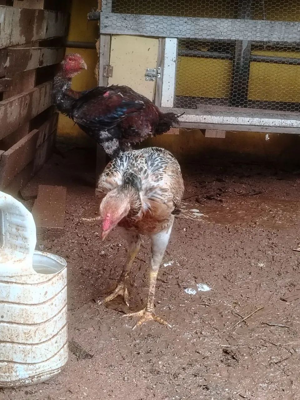 Frango índio gigante  - Foto 5