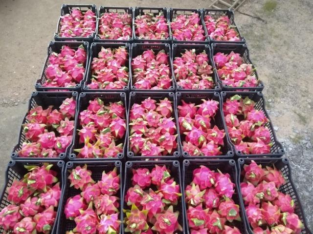 Mudas de pitaya de diversas variedades - Foto 6