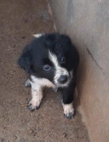 Border Collie - cão pastoreiro