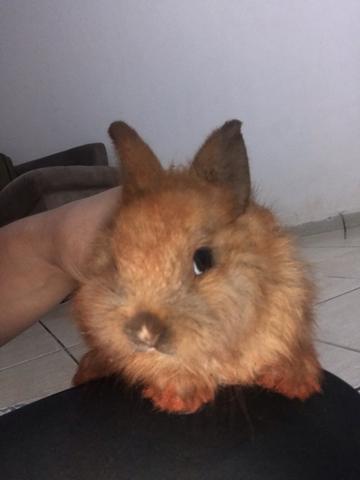 Mini coelhos lion - Foto 2