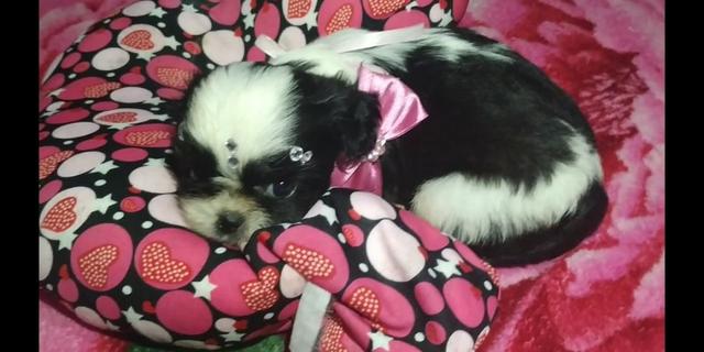 Shih Tzu Otimo padrao e genetica