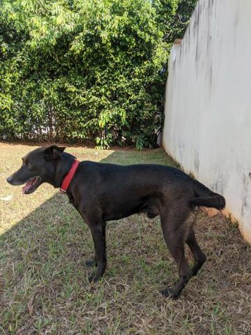 Adoção de cachorro - Foto 2