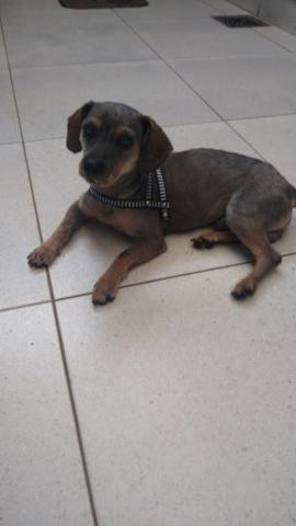 Adoção de cachorro