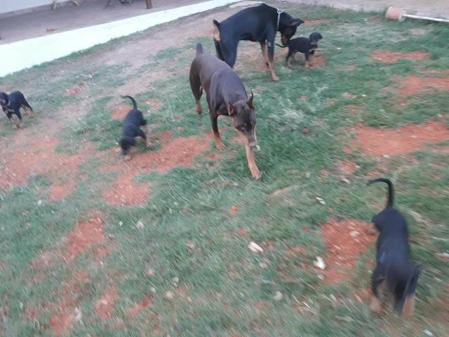 Dobermans europeu - Foto 4