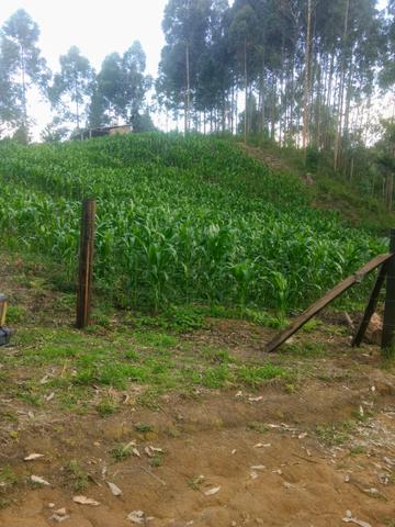 Vendo sítio em agudos do sul - Foto 11