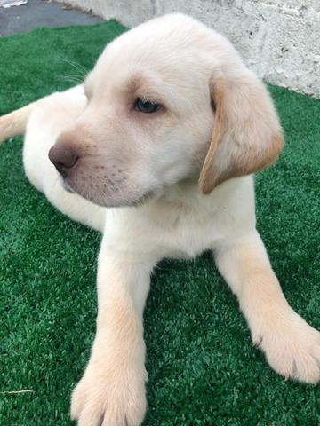 Labrador com pedgree e microchip - Foto 3