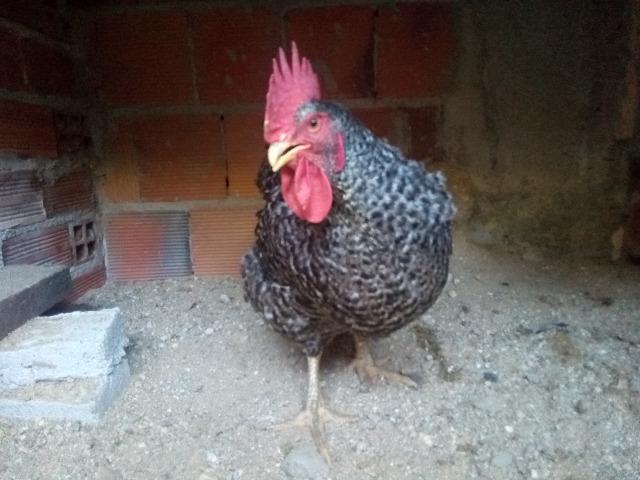 Galinha para venda