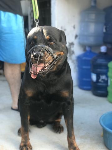 Rottweiler cabeça de touro - Foto 4